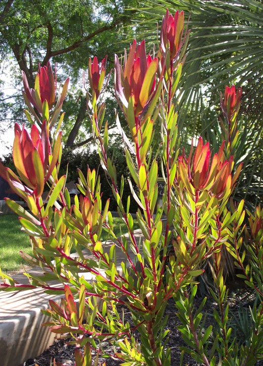 Leucadendron Salignum ~ Red Devils Blush ~ Deslumbrante Conebush ~ Raramente visto 3 sementes ~
