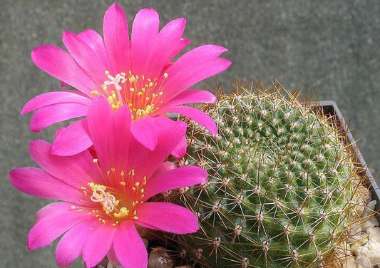 Rebutia Violaciflora ~ Stunning Pink Flowers ~ Crown Cactus Rare 10 Seeds ~