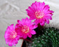 Rebutia Violaciflora ~ Stunning Pink Flowers ~ Crown Cactus Rare 10 Seeds ~