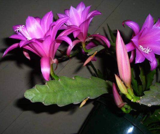 Chiapasia Nelsonii ~ Amazing Disocactus Epiphyllum ~ Very Rare Orchid 10 Seeds ~