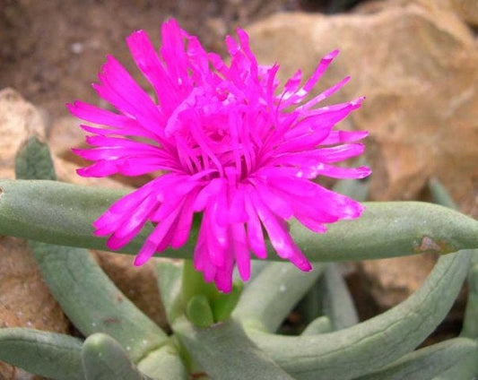 Namaquanthus Vanheerdii ~ Suculentas Exóticas ~ Flores Rosa ~ Muito Raras 5 Sementes ~