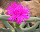 Namaquanthus Vanheerdii ~ Exotic Succulent ~ Pink Flowers ~ Very Rare 5 Seeds ~