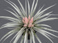 Tillandsia Carlsoniae ~ Air Plant ~ Bromeliad ~ Rare ~ Easy Growing ~ 5 Seeds ~