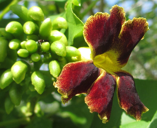 Markhamia Zanzibarica〜ソラマメの木〜薬用植物〜豪華な観賞用花〜5つの珍しい種子〜