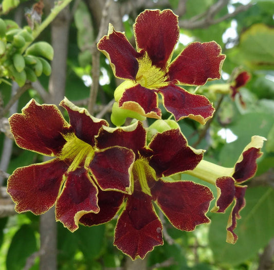 Markhamia Zanzibarica ~ Bell Bean Tree ~ Pianta medicinale ~ Bellissimi fiori ornamentali ~ 5 semi rari ~