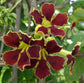 Markhamia Zanzibarica ~ Bell Bean Tree ~ Medicinal Plant ~ Gorgeous Ornamental Flowers ~ 5 RARE Seeds ~