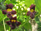 Markhamia Zanzibarica ~ Bell Bean Tree ~ Medicinal Plant ~ Gorgeous Ornamental Flowers ~ 5 RARE Seeds ~