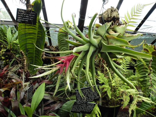 Tillandsia Streptophylla〜Air Plant〜Bromeliad〜Rare〜Easy Growing〜5 Seeds〜