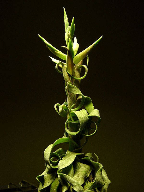 Tillandsia Streptophylla ~ Air Plant ~ Bromeliad ~ Rare ~ Easy Growing ~ 5 Seeds ~