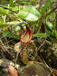 Nepenthes Fusca ~ Sarawak Stunning Pitcher Plant ~ Very Rare 5 Seeds ~