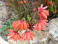 Erica Cerinthoides ~ Fire Red Hairy Heath ~ Impressionante Arbusto Tropical ~ 10 Minúsculas Sementes Raras ~