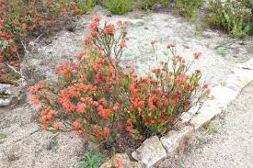 Erica Cerinthoides ~ Fire Red Hairy Heath ~ Stunning Tropical Shrub ~ 10 Tiny Rare Seeds ~
