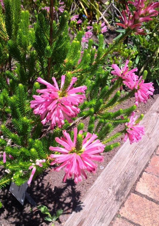 Erica Verticillata ~ Pink Marsh Heath ~ Incredibile arbusto tropicale ~ 10 piccoli semi rari ~