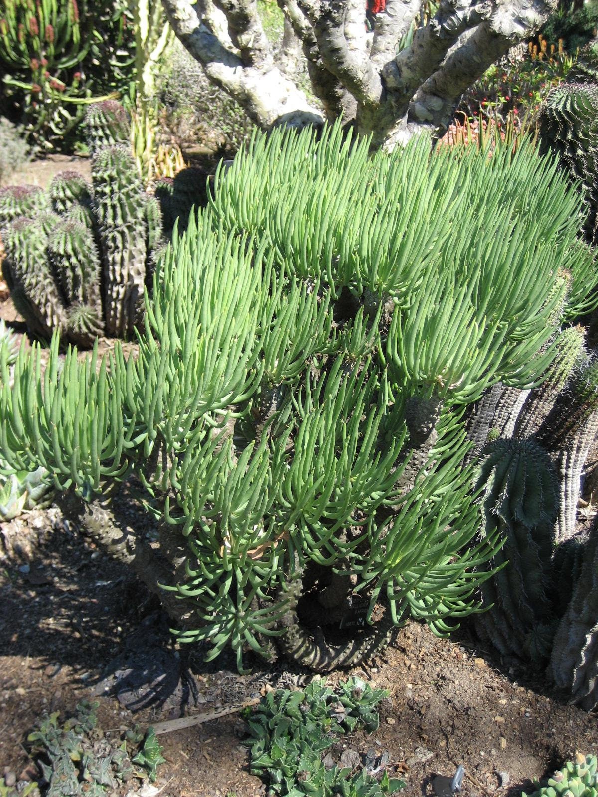 Tylecodon Wallichii ~ Amazing Bonsai Succulent ~ Deciduous Tree Very Rare 10 Seeds ~