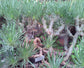 Tylecodon Wallichii ~ Amazing Bonsai Succulent ~ Deciduous Tree Very Rare 10 Seeds ~