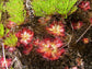Drosera Cuneifolia ~ Peninsula Sundew ~ Perennial Carnivorous Plant ~ 10 Seeds ~