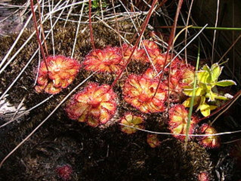 Drosera Cuneifolia ~ Peninsula Sundew ~ Perennial Carnivorous Plant ~ 10 Seeds ~