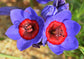 Babiana Rubrocyanea ~ Baboon Flower ~ Amazing Colourful Iridaceae ~ Rare 3 Seeds ~