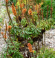Isoplexis Canariensis ~ Digitalis Canary Island Foxglove ~ Evergreen Shrub Rare 5 Seeds ~