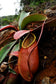 Nepenthes Merrilliana ~ EXTREMELY RARE Lowland Huge Pitcher ~ Very Rare 5 Seeds ~