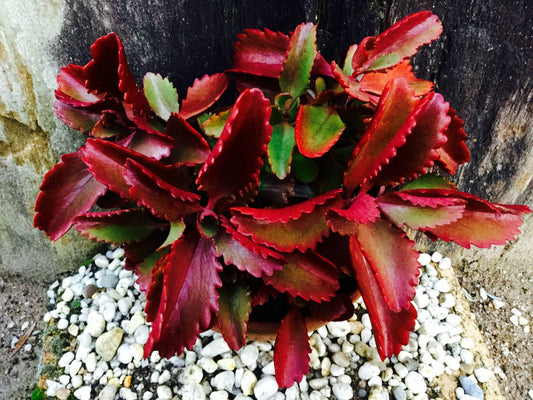 Kalanchoe Sexangularis ~ Incredibile Succulente a foglie rosse ~ Rari 10 semi minuscoli ~