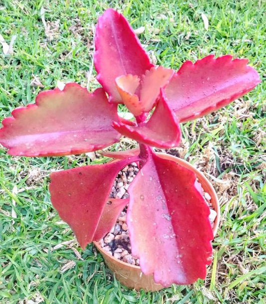 Kalanchoe Sexangularis ~ Incrível Suculenta de Folhas Vermelhas ~ Raras 10 Sementes Minúsculas ~