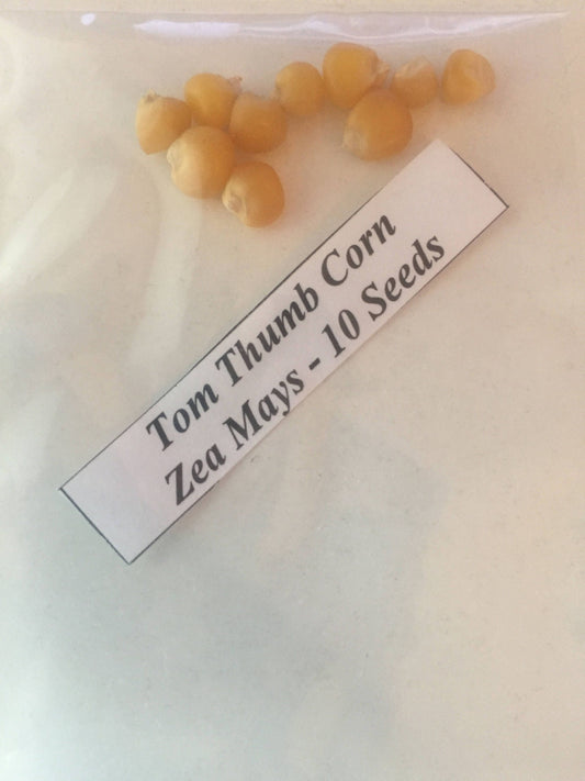 Israeli Tom Thumb Corn * Cute Small Popcorn * Uniqe Fun Variety For Kids To Grow * 10 Fresh Seeds