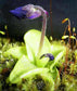 Pinguicula Grandiflora ~ Grande Butterwort fiorita ~ Pianta carnivora ~ Rari 10 semi ~
