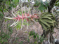 Tillandsia Streptophylla ~ Air Plant ~ Bromeliad ~ Rare ~ Easy Growing ~ 5 Seeds ~