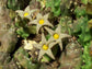 Piaranthus Punctatus ~ Stunning Stapelia Succulent ~ Very Rare LIMITED 3 Seeds ~