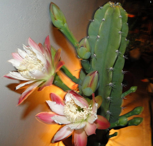Cereus Repandus ~ Peruvian Apple Pitaya Club Cactus ~ Pink White Flowers ~ Rare 10 Seeds