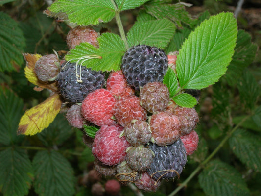 Rubus Niveus ~ Mysore Raspberry ~ Tasty Edible Fruit ~ Rare 5 Seeds ~