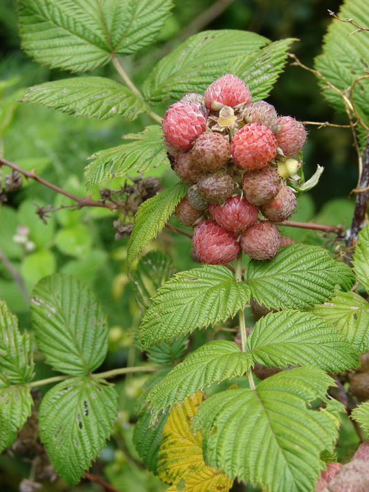 Rubus Niveus ~ Mysore Framboesa ~ Saborosas Frutas Comestíveis ~ Raras 5 Sementes ~