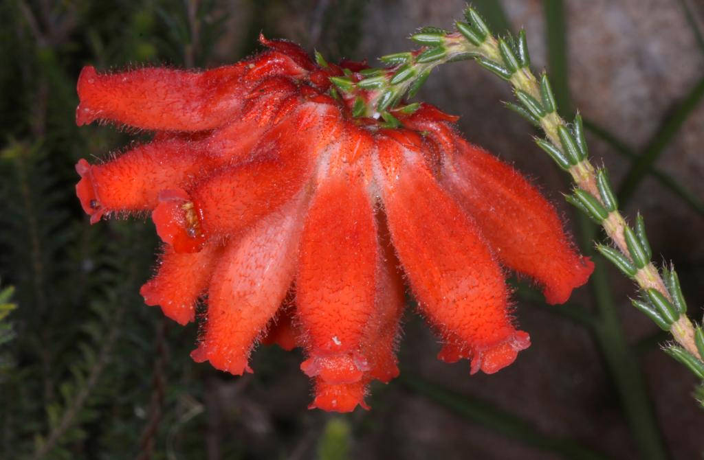 Erica Cerinthoides〜Fire Red Hairy Heath〜見事な熱帯低木〜10個の小さな珍しい種子〜
