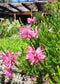 Erica Verticillata ~ Pink Marsh Heath ~ Incrível Arbusto Tropical ~ 10 Minúsculas Sementes Raras ~