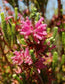 Erica Verticillata ~ Pink Marsh Heath ~ Amazing Tropical Shrub ~ 10 Tiny Rare Seeds ~