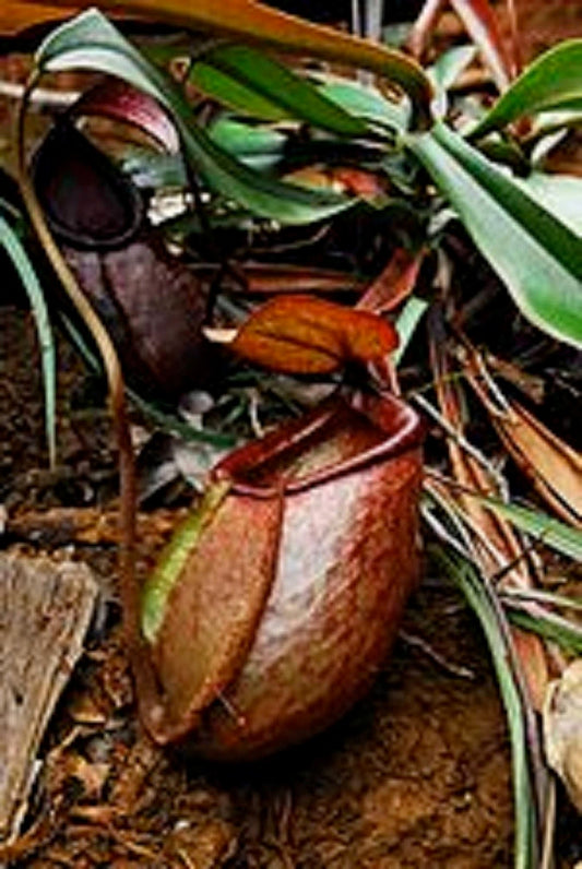 Nepenthes Merrilliana ~ ESTREMAMENTE RARA Brocca enorme di pianura ~ 5 semi molto rari ~
