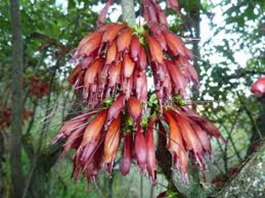 Halleria Lucida ~ albero fucsia ~ splendido albero ornamentale sempreverde commestibile ~ 5 semi rari ~