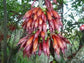 Halleria Lucida ~ Tree Fuchsia ~ Stunning Edible Evergreen Ornamental Tree ~ Rare 5 Seeds ~