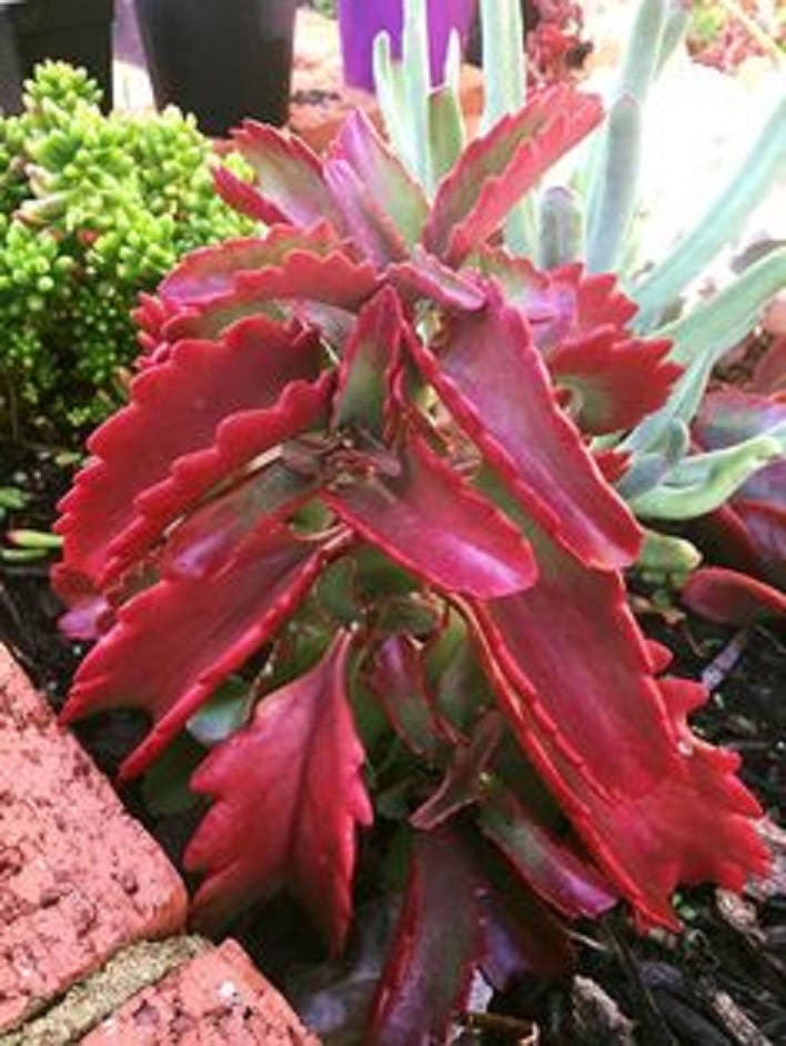 Kalanchoe Sexangularis ~ Amazing Red Leaved Succulent ~ Rare 10 Tiny Seeds ~