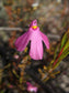 Utricularia Multifida ~ Carnivorous Bladderwort Polypompholyx ~ Pink Petticoat RARE 10 Seeds ~