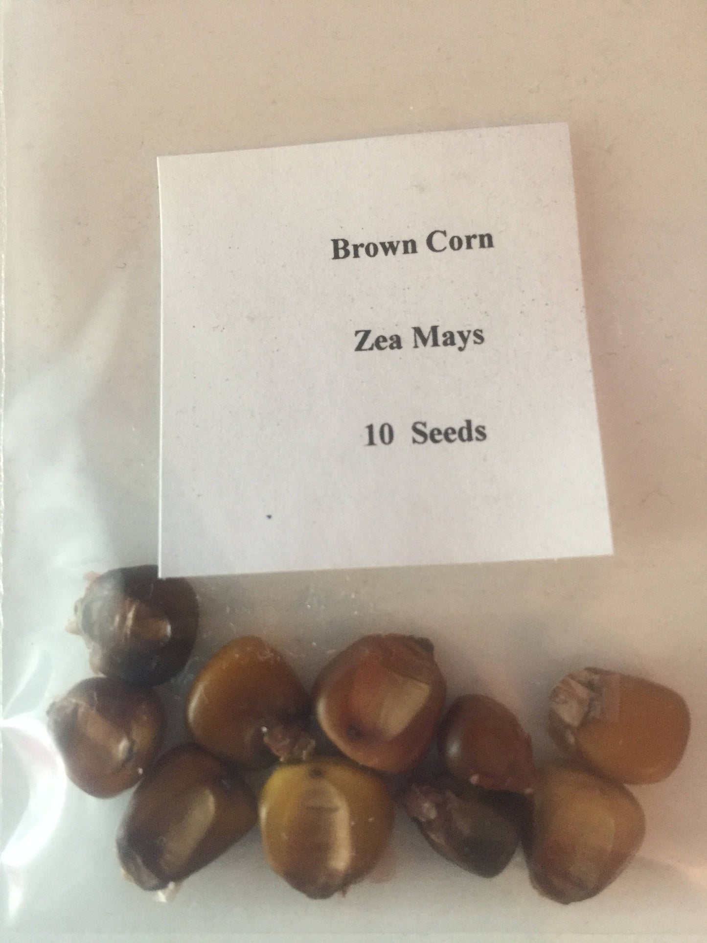Dark Brown Chocolate Corn 10 Fresh Organic Seeds # Zea Mays # Unique Variety