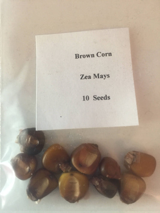 Mais al cioccolato marrone scuro 10 semi biologici freschi # Zea Mays # Varietà unica