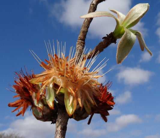 Protea Welwitschii ~ Cluster Head Sugarbush ~ Flores de Creme Deslumbrantes ~ Raras 4 Sementes ~