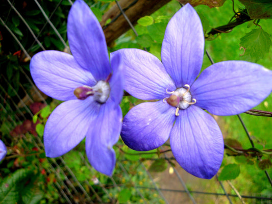 Codonopsis Vinciflora ~ Blue Bonnet Bellflower ~ Impressionante Perene RARAS 20 Sementes ~