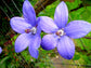 Codonopsis Vinciflora ~ Blue Bonnet Bellflower ~ Stunning Perennial RARE 20 Seeds ~
