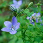 Codonopsis Vinciflora ~ Blue Bonnet Bellflower ~ Stunning Perennial RARE 20 Seeds ~
