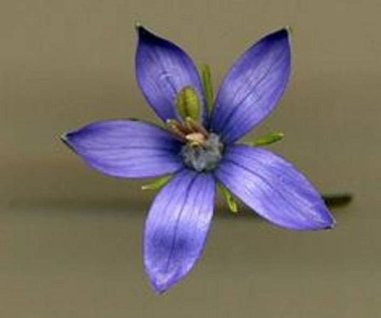 Codonopsis Vinciflora ~ Blue Bonnet Bellflower ~ Splendida perenne rara 20 semi ~
