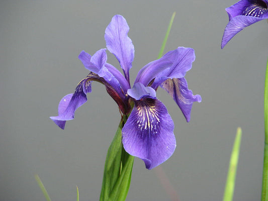 Iris Bulleyana ~ Íris Sino Siberiana ~ Flores Azuis Deslumbrantes ~ Raras 5 Sementes ~