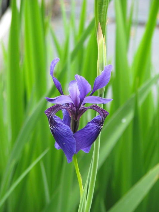Iris Bulleyana ~ Íris Sino Siberiana ~ Flores Azuis Deslumbrantes ~ Raras 5 Sementes ~